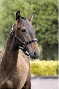 Photo cheval a vendre QANABIS DE LA GESSE